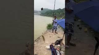 Beautiful yellow river tilapia #shorts