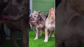 China Dog Farm-Over 10 Million Dogs In China Are Raised  for#americanbully #xlbullytraining #shorts