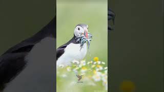 Atlantic Puffin with a Beak Full of Fish! #shorts #nature-tweeters #puffins