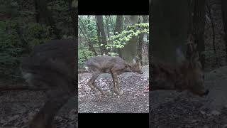 CAPRIOLO maschio - male ROE DEER - SHORTS