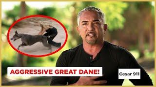 An Aggressive Great Dane | Cesar 911