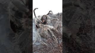 Линька паука, паук птицеед, не большой кусок процесса линьки паука