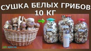 Как сушить белые грибы в электросушилке? Приготовление грибного порошка