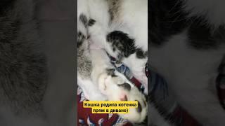 Кошка родила котенка прямо на диване