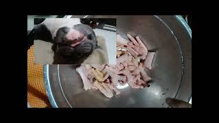 Chicken feet for dogs! American bully. (raw feeding)