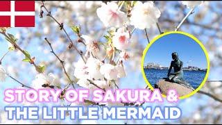 SAKURA AND THE LITTLE MERMAID - LANGELINIE PARK & BISPEBJERG CEMETERY COPENHAGEN DENMARK (ENG SUB)