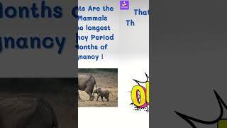 A Must Watch - Elephant Fact ! | LearnyDay |