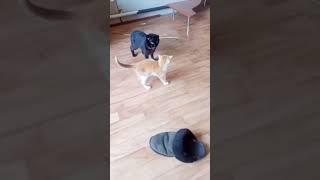 Бой Хабиба и Коннора! #Cats #fun #кошки #котята #юмор #драка #смешно #fight