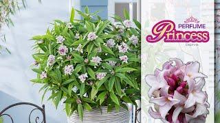 Plant Profile: Daphne Perfume Princess™