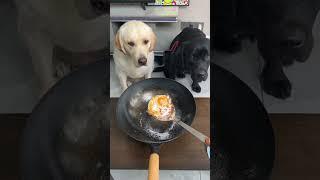 Dog: Can I refuse? Cute pet debut plan, animal confusing behavior, cute pet recommendation officer