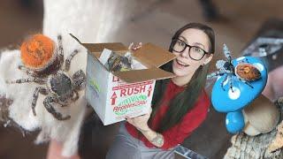 UNBOXING 7 Uncommon Jumping Spiders! *Phiddipus borealis & tyrrelli*