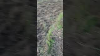 #trending #viral #farming #sidhumoosewala #5911 #animation #bestfarm #tractorvideo