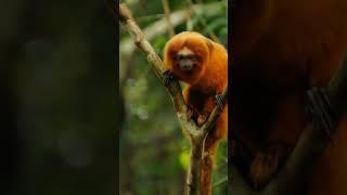 "You Won’t Believe This Glowing Orange Monkey Exists!  | Golden Lion Tamarin" #animals #wildlife