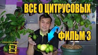 ЦВЕТЕНИЕ. ПЛОДОНОШЕНИЕ. УРОЖАЙ. ВСЕ О ВЫРАЩИВАНИИ ЛИМОНА, МАНДАРИНА В ДОМАШНИХ УСЛОВИЯХ ФИЛЬМ 3