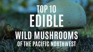 Top 10 Edible Wild Mushrooms of the Pacific Northwest