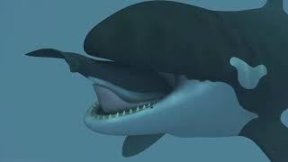 Round trip porpoise - Vore