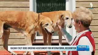 Kazakh Tazy dogs undergo assessment for international recognition | Silk way TV