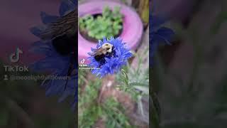 Moonlight hill flower farm