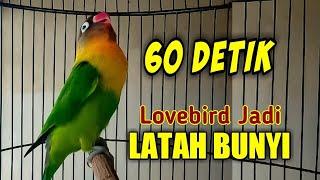 Lovebird Apapun Jadi LATAH Ikut Ngekek Panjang, Cukup Dengarkan Suara Labet ini Sekejap Saja