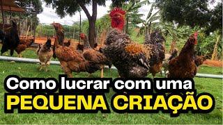 ESTRATÉGIA P/ GANHAR R$2.500 com 50 GALINHAS  | AGROCRIACAO