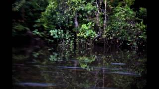 Gold Rush in the Amazon