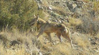 Гург Дидем  Горный волк Mountain wolf Қариб бхрамона