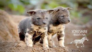 African Painted Dog Pups Born at Yorkshire Wildlife Park