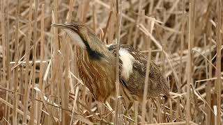 Butor d’Amérique   American Bittern