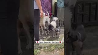 Let's join hands to build a beautiful life. Rescue journey #rescue #lovedog #dogrescue #dog