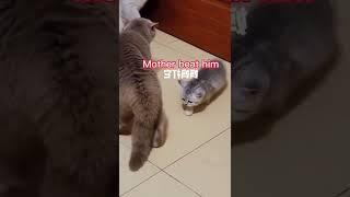 cats fighting ️️️