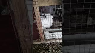 Yangi quyon boqivchilaga maslaxat / Советы начинающим