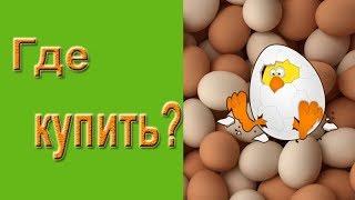 Инкубационное яйцо.  Где купить инкубационное яйцо?