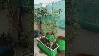  terrace gardening tips #terracegardenindia