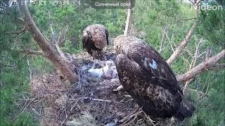 Солнечный орёл гнездо орла (Aquila heliaca)11062021 птенцы подрались