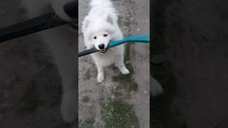 Самоед бежит на ворота. #самоед #собака #samoyed #dog #прогулка #шортс