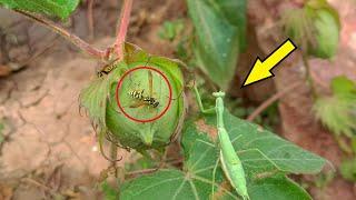 A young MANTIS hunts a WASP.