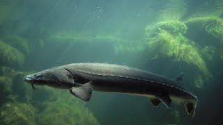 Meet the Ancient European Sea Sturgeon! #EuropeanSeaSturgeon #Conservation #EndangeredSpecies