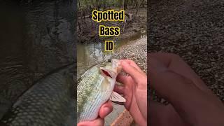 how to Identify SPOTTED BASS! #bassfishing #Bass #Fishing #fun #outdoors #fish #spotted #river #tx
