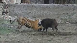 Tiger killed wild boar | Tiger Attack on wild boar and killed | Ranthambore National park