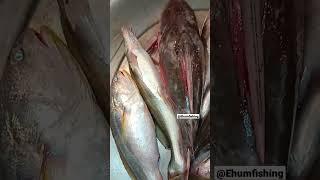 river fish short video fishing fish fish video