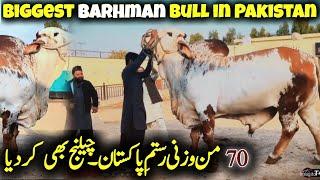 Biggest Barhman Bull in Pakistan Weight 2800kg  Farrukh Cattle farm - Qurbani 2025