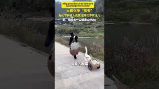 會幹農活的大鵝，主人的好幫手！A big goose that can do farm work, a good helper for its owner!#China #Chinese #生活在中國