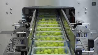 MULTIVAC TX 810 High-Output Traysealing Packaging Equipment for Grapes & Produce