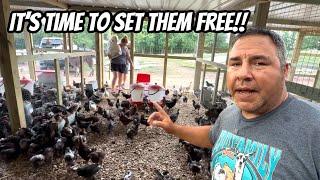 It’s time To Start Selling Babies!! Feeding 1000 Babies Is Getting A Little Expensive!!