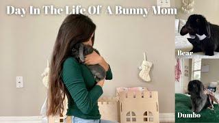 Day in the Life of a Bunny Mom