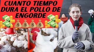 Desmitificando mitos sobre el pollo de engorde