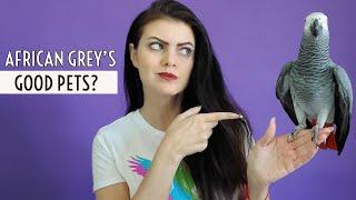 Revealing 10 Truths About Living With An African Grey Parrot | PART #1