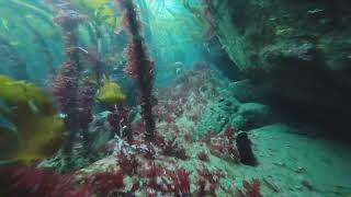 Exploring Ireland Underwater