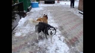 ВЯЗКА ХАСКИ ПЕРВЫЙ РАЗ - SEX WITH A HUSKY DOG