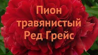 Пион травянистый Ред Грейс  обзор: как сажать, саженцы, луковицы пиона Ред Грейс